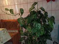 Roślina monstera adansonii laniata