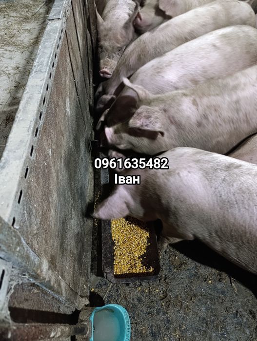 Продаються свині