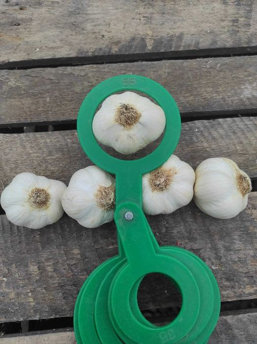 Czosnek wiosenny JARUS 4-5 cm