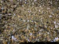 Odkłady pszczele, ramka wielkopolska - przyjmę zamówienia 2024r.