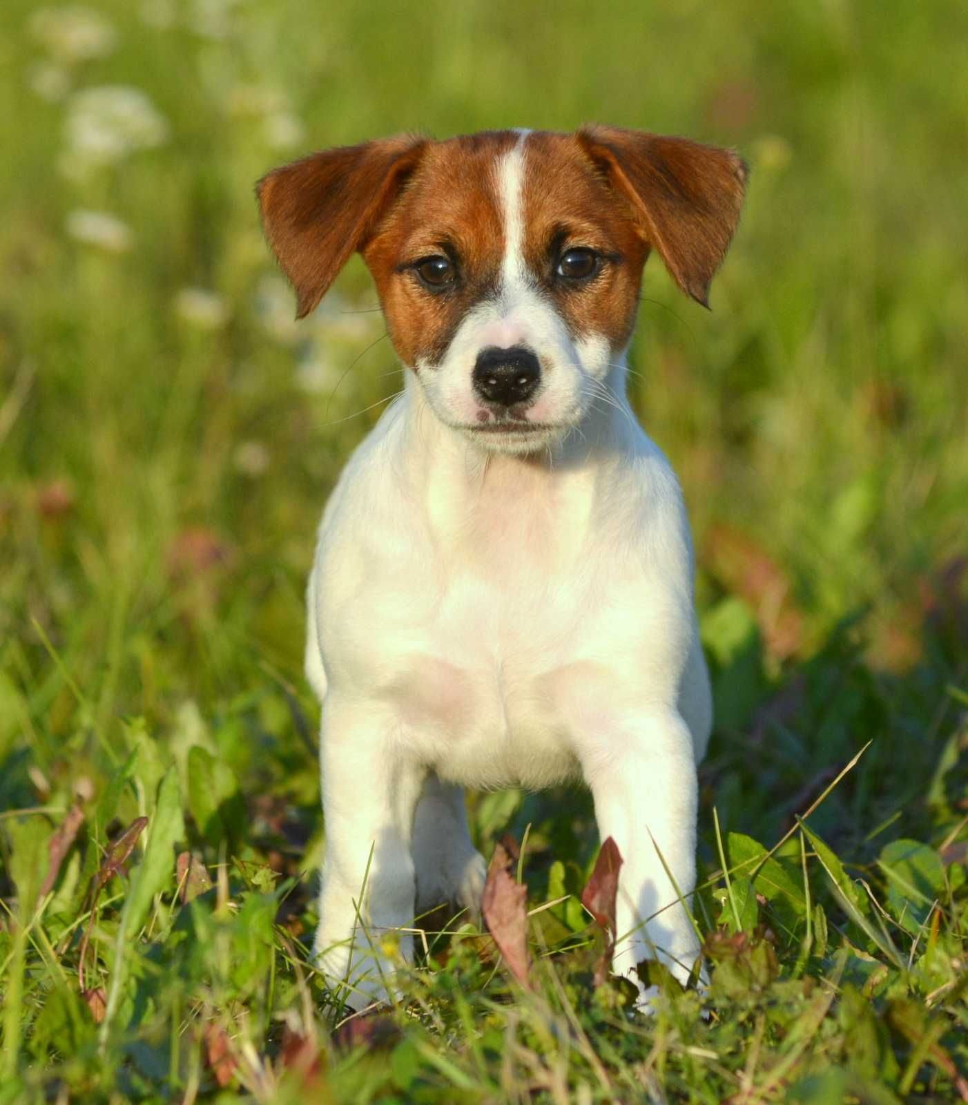 Jack Russell Terrier śliczna gładkowłosa suczka Tola ZKwP FCI