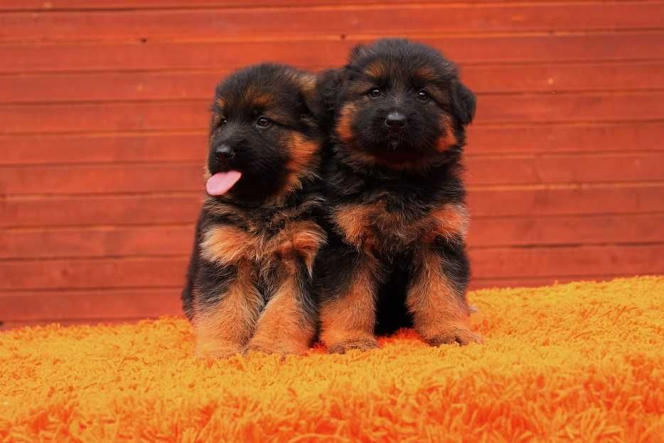 Owczarek Niemiecki Długowłosy ZKwP / FCI Owczarki Niemieckie RODOWÓD