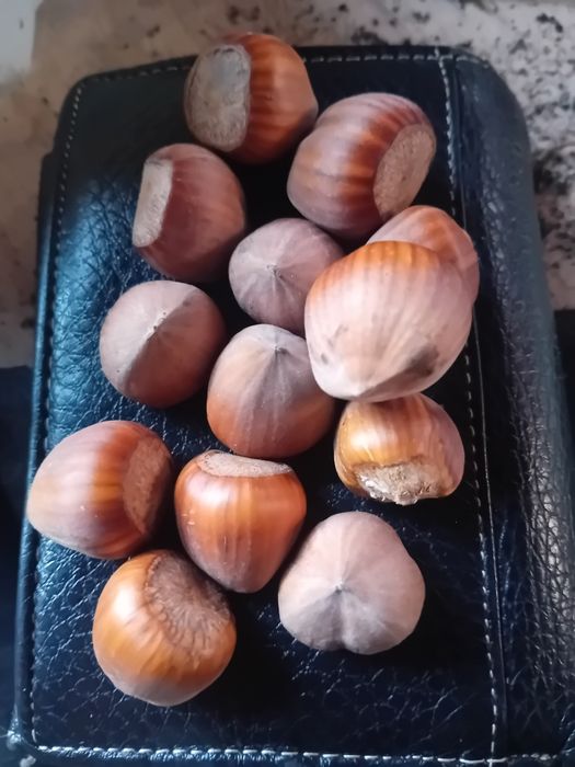 Orzechy laskowe tegoroczne