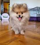 Szpic miniaturowy Pomeranian