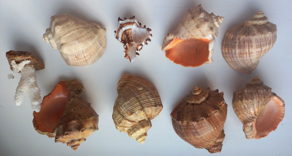 Ракушки морские для аквариума