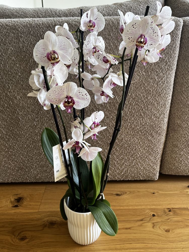 Orchidea w doniczce