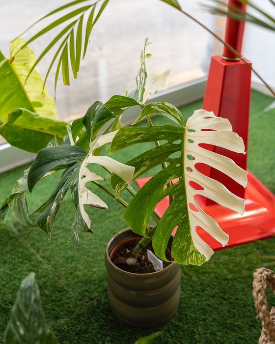 Monstera Deliciona Albo Variegata