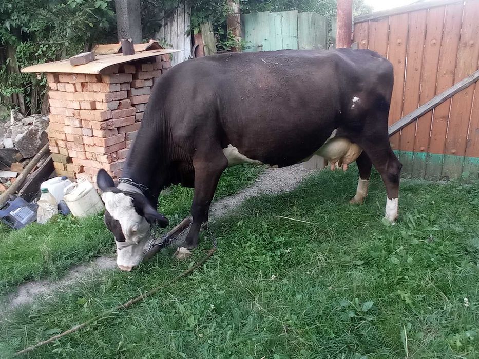 Продам корову і теля