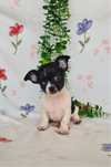 Maravilhoso mini Chihuahua. Chiuaua de linhagem Russa, Qualidade