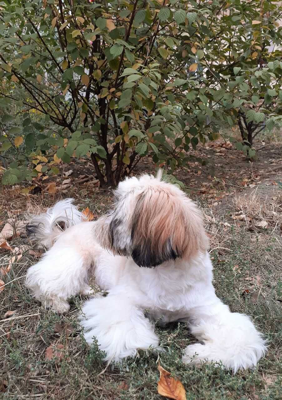 Хлопчик   ши тцу