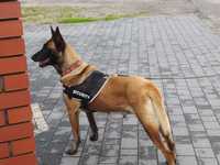 Owczarek Belgijski Malinois roczny