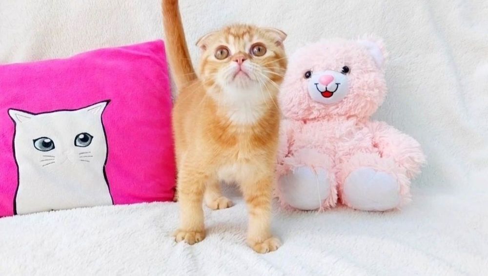 Надзвичайно ніжний хлопчик, мазунчик і мурчалка