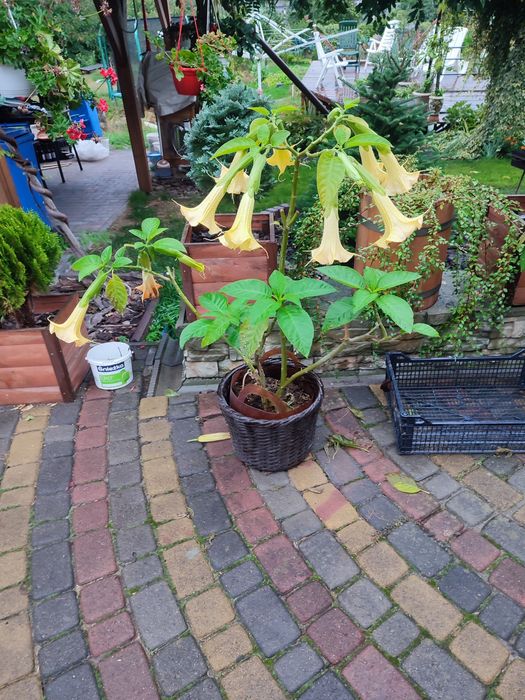 Бругмансія або ангельські дзвони