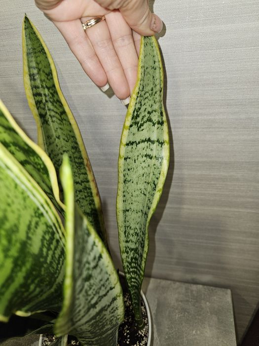 Сансевиерия футура суперба (симплекс), лауренти.