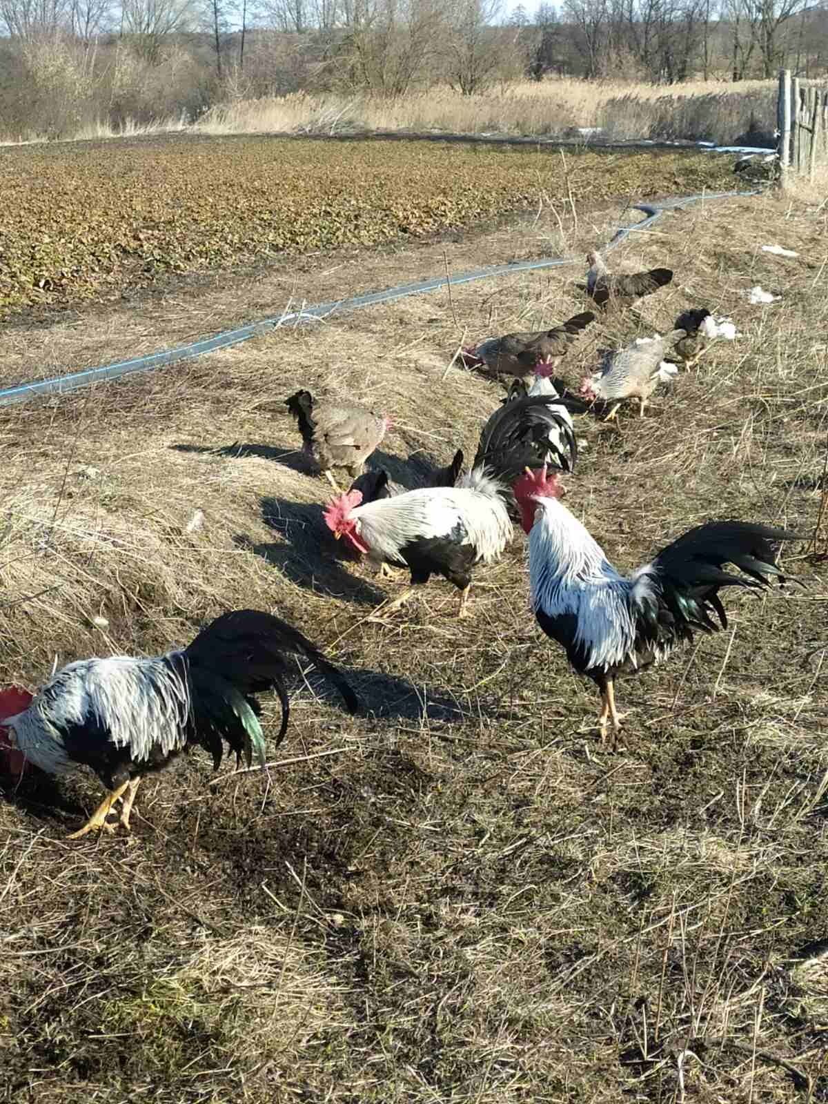 Інкубаційне яйце, легорн сріблястий