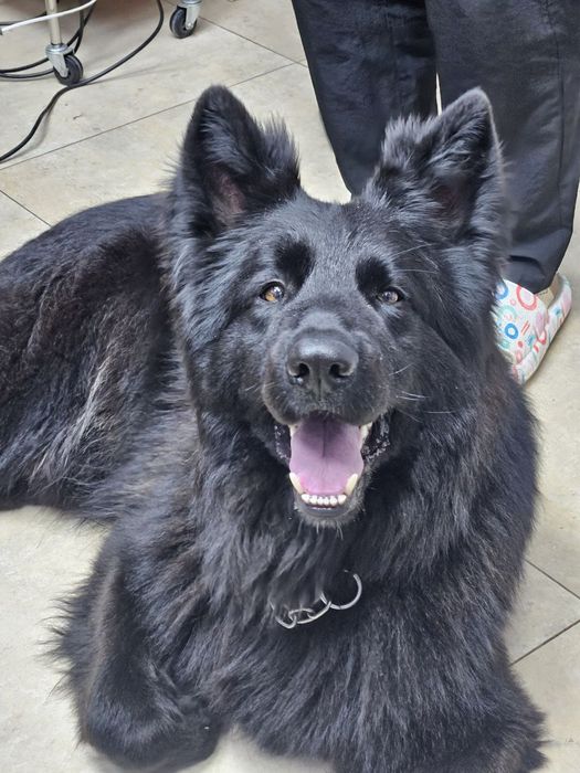 В'язка німецька вівчарка