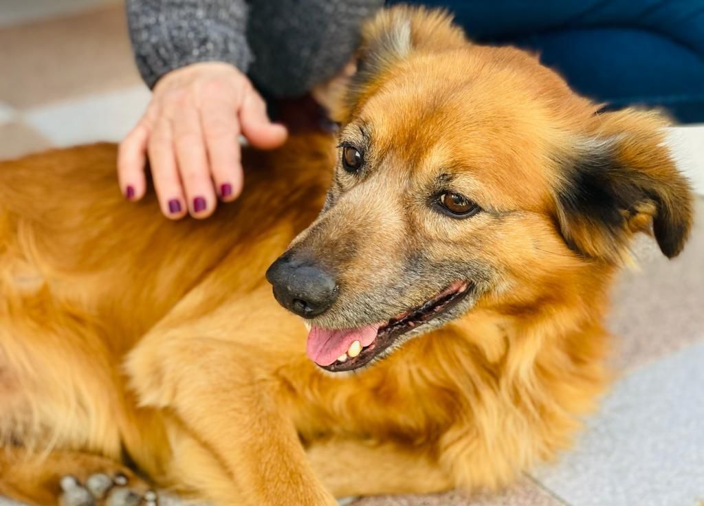 Cãozinho muito docil