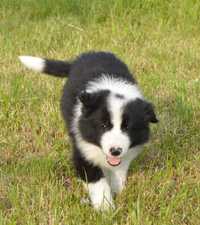 Czarno Biały Piesek Border Collie ZKwP FCI gotowy do odbioru