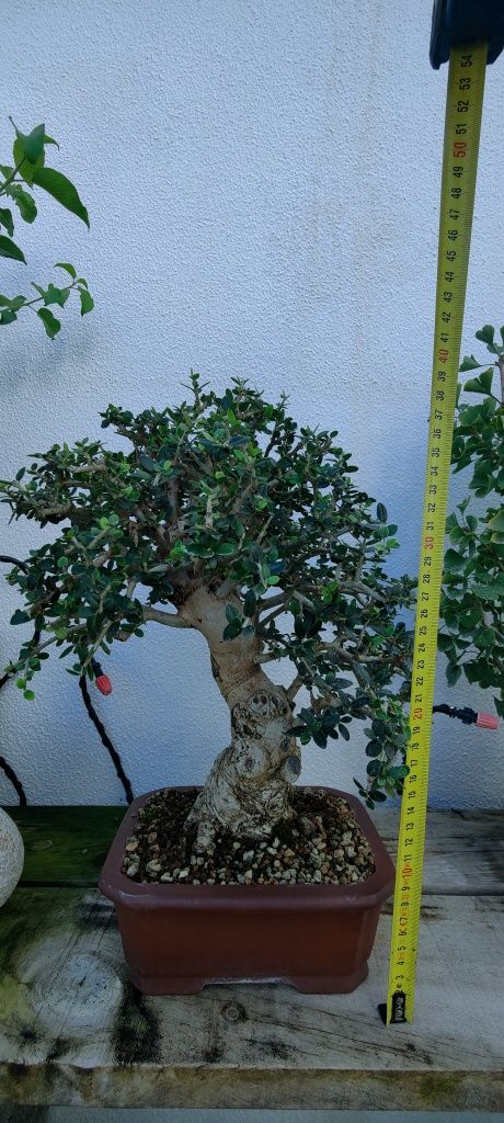 Bonsai Olea europea 'sylvestris'