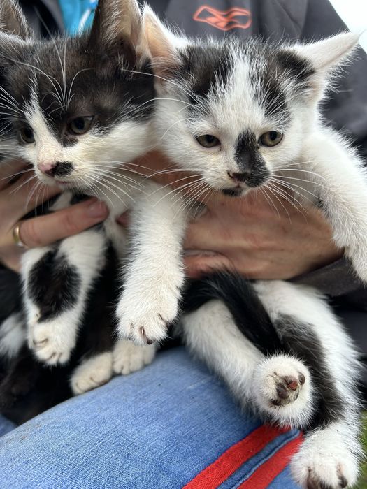 Małe kotki do adopcji