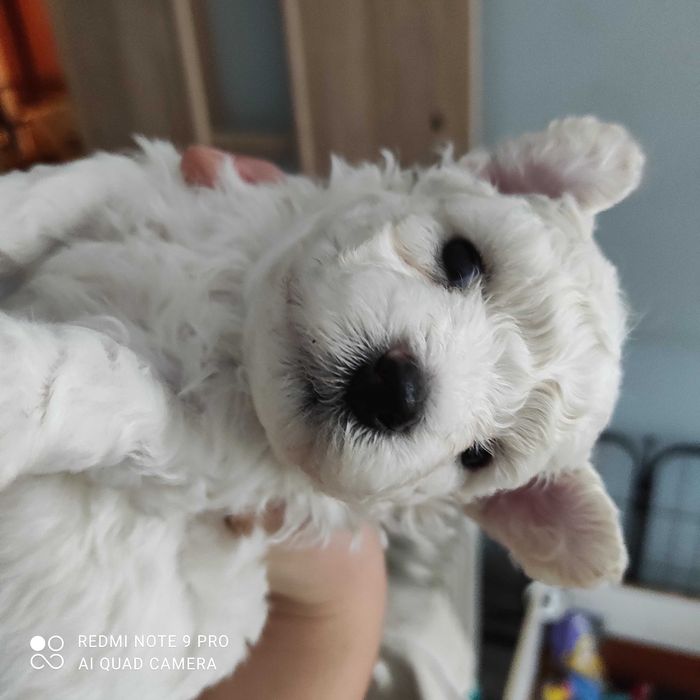 szczenię bichon frise