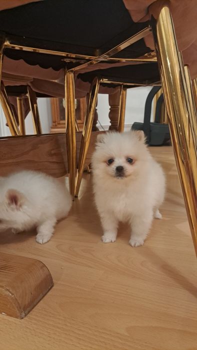 Sunia Pomeranian Szpic Miniaturowy