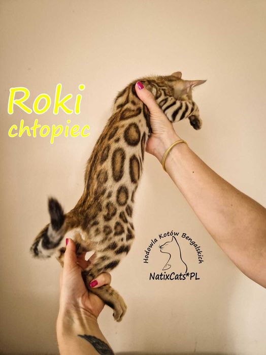 kot bengalski Kocurek bengalsk ROKI i wykastrowany  Bengal FPL/FIFe