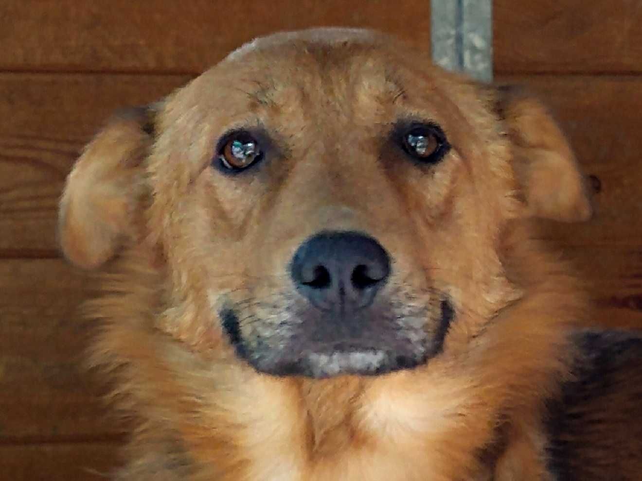 Nadal kocha człowieka, choć przeszedł koszmar,wrażliwy piesek ŁAŃCUCH