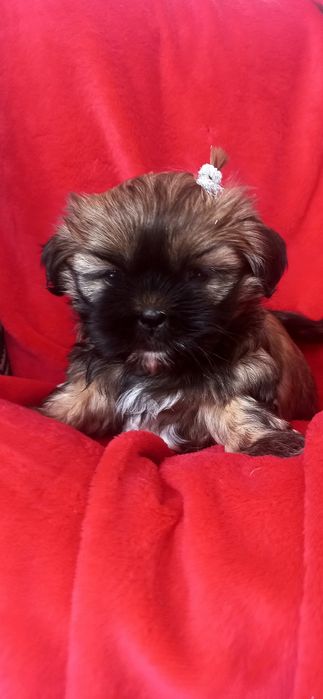 Shih-Tzu dziewczynka Hodowla Polski Dog