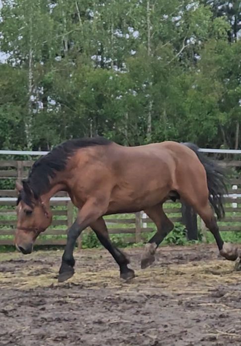 sprzedam klacz konie  koń licencja