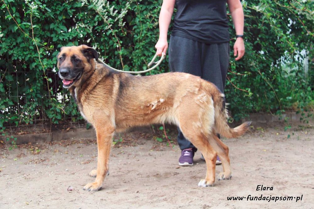 Elara - sympatyczna suczka