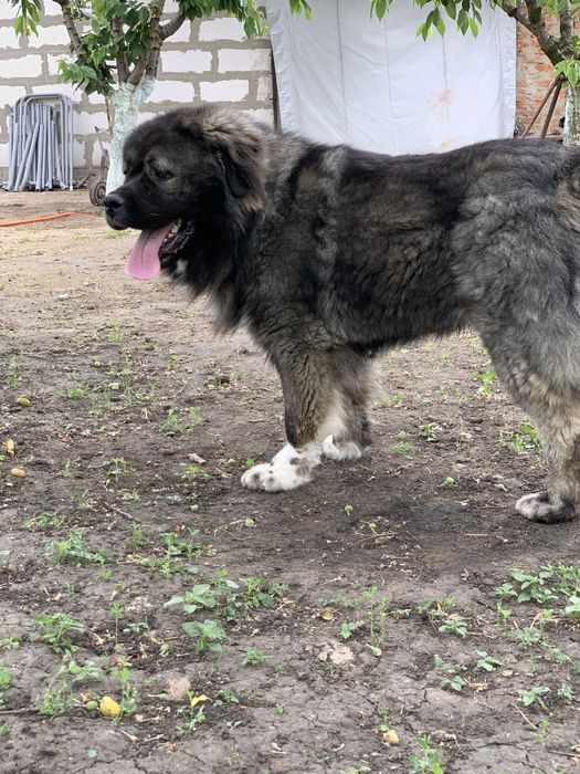 Кобель,кавказская овчарка.