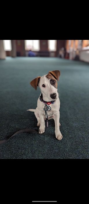 Кінолог Київ Дресирування Собак