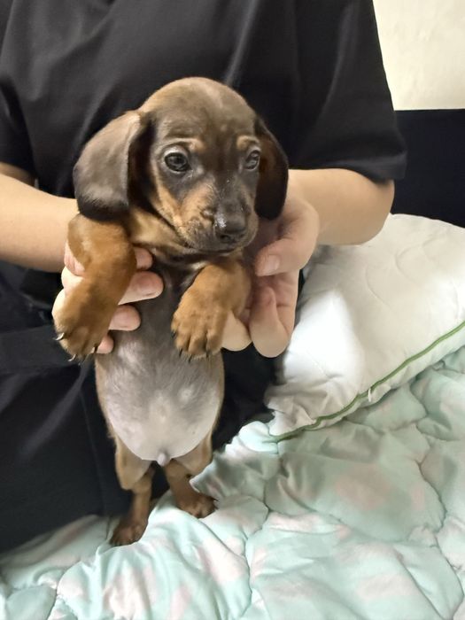 Продам цуценя карліковоі такси