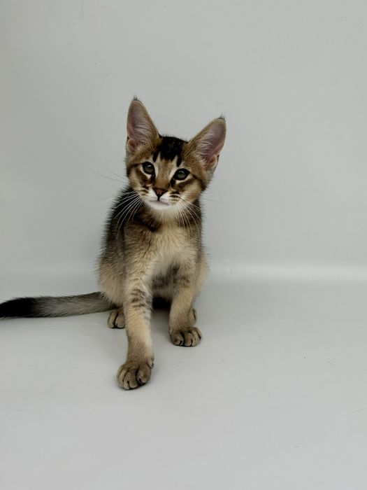 Абиссинец мальчик