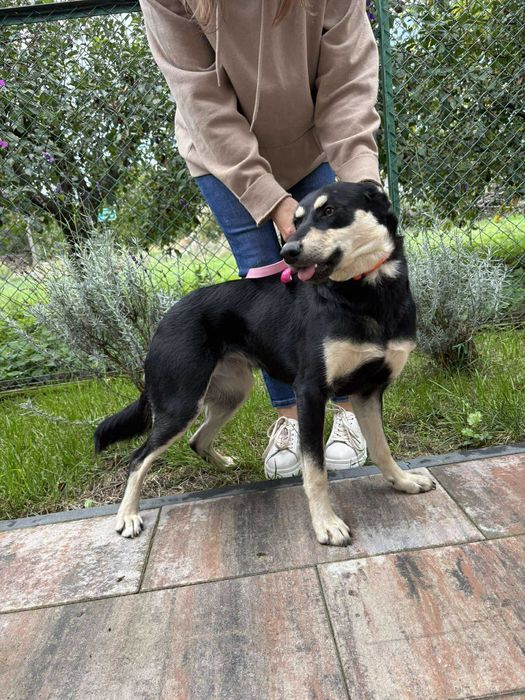 Spartunia młodziutka suczka do adopcji