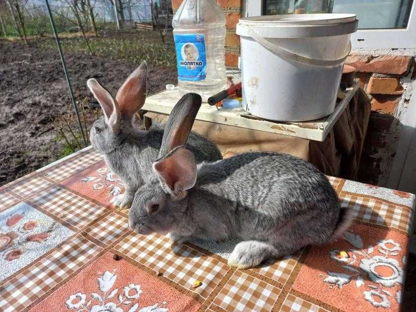 Кролики порода Шиншила