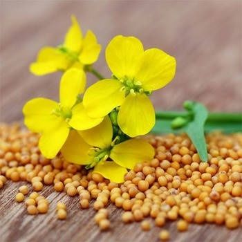 Продам насіння гірчиці на сидерат
