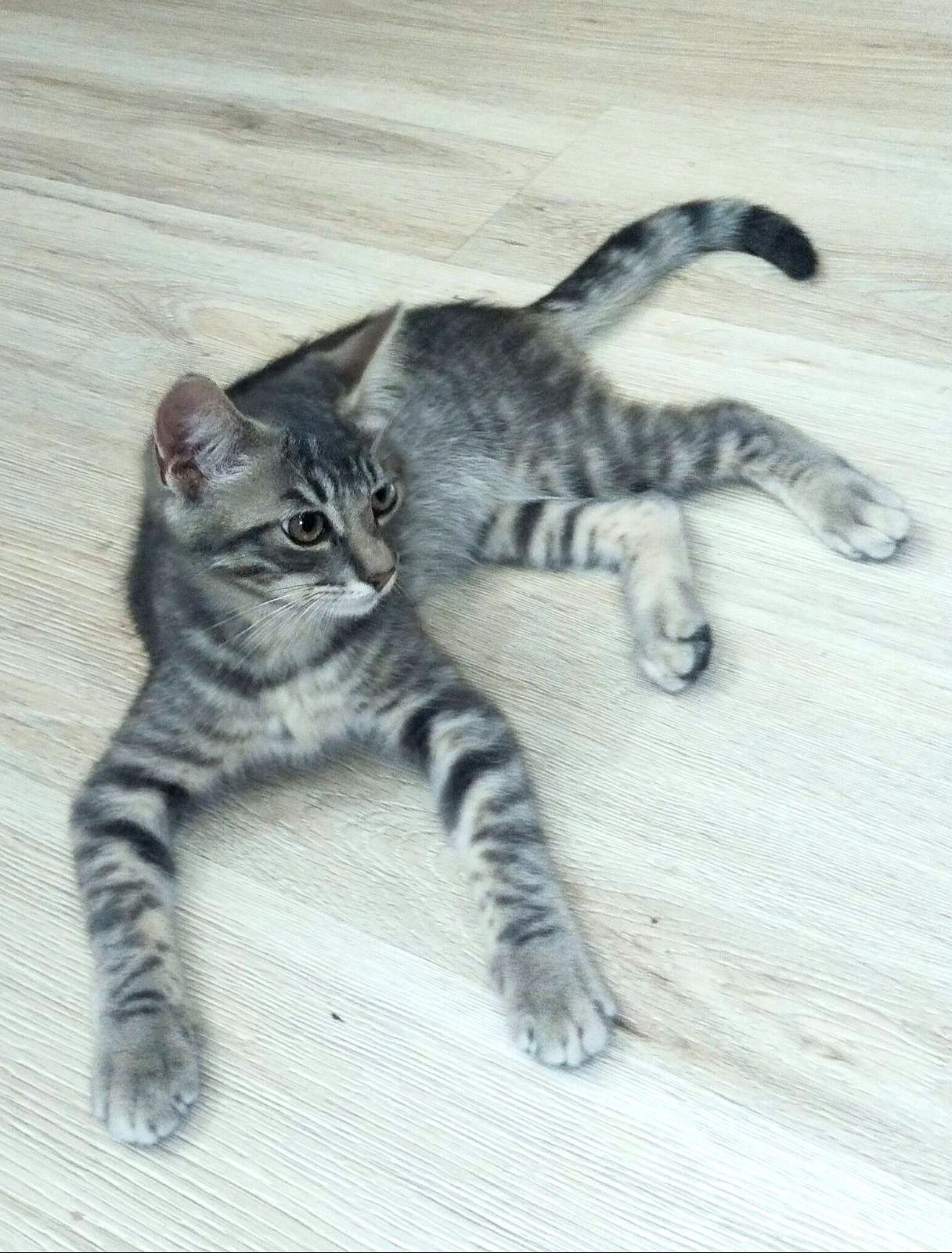 Полосатый котёнок мальчик ищет дом! Котята! Отдам в хорошие руки!