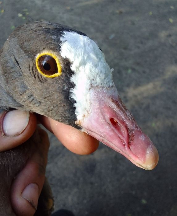 Sprzedam gęsi nilowe ine