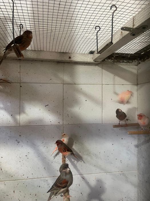 Canários Arlequim Português de 2025