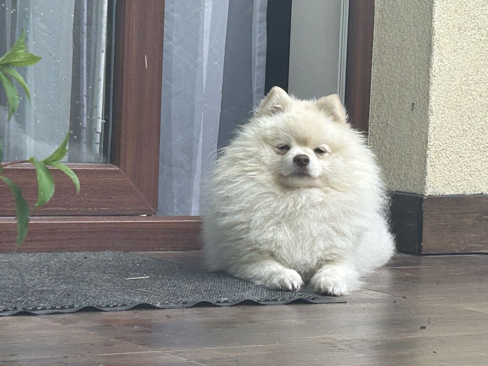 Pomeranian, piesek