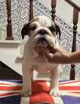Bulldog inglês Femea  c/ Lop