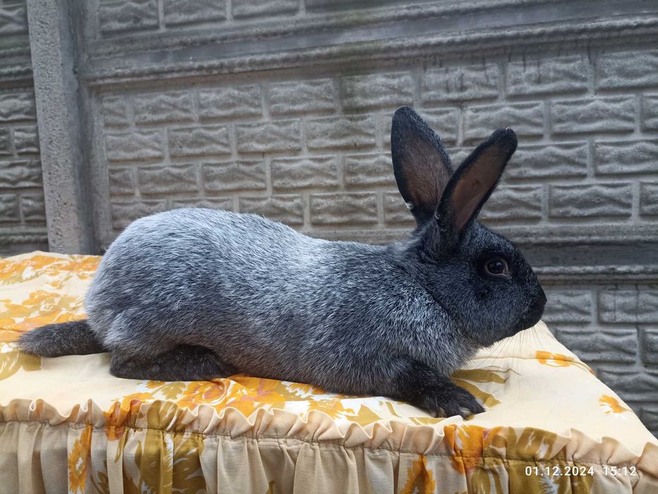 Продам кролі, кролики Полтавське срібло