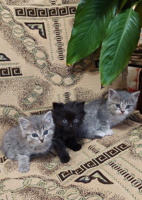 Чорна киця на броні! Більше кошенят немає!