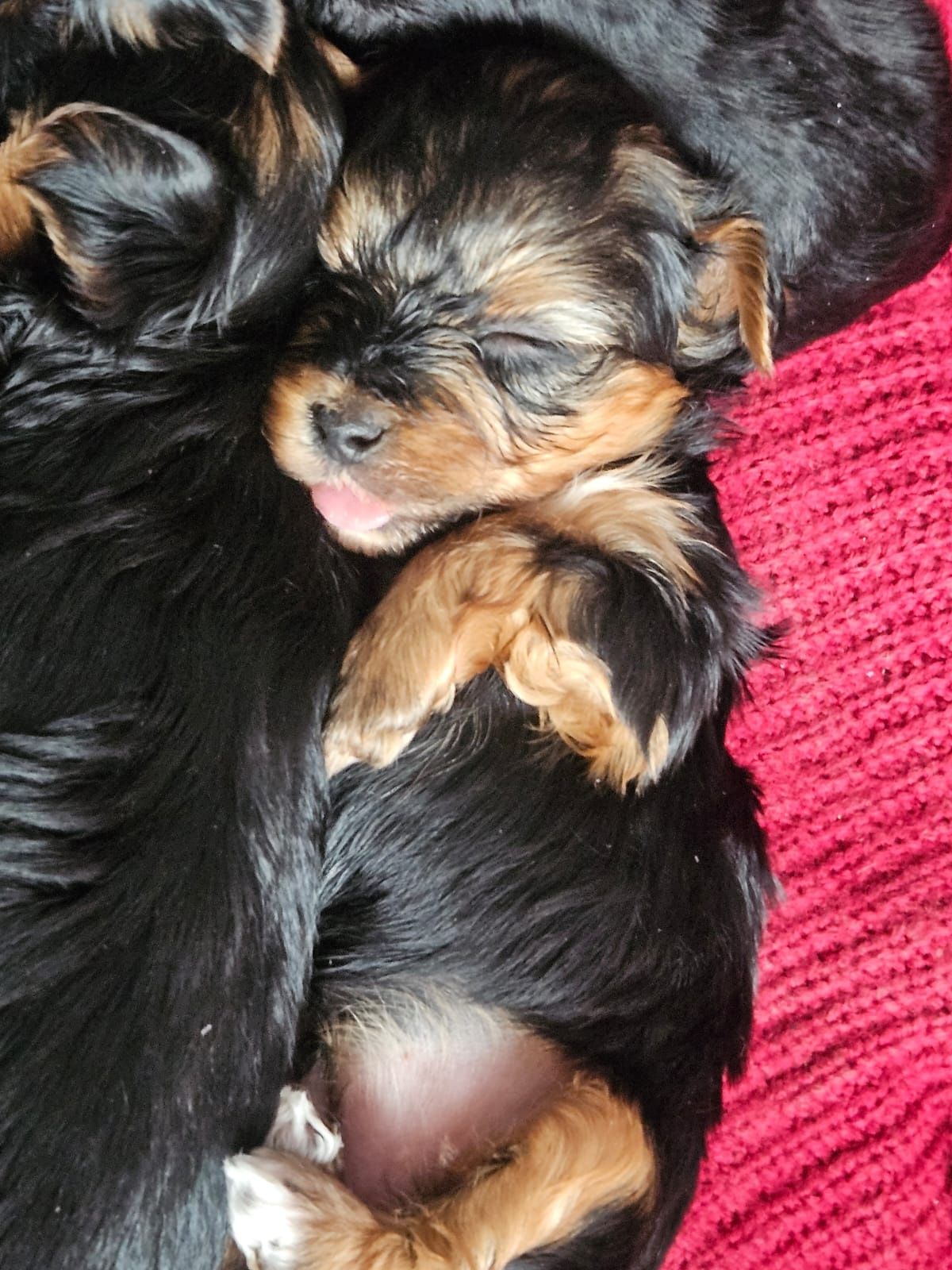 York Yorkshire  Terrier. Suczka  . Rodowód +chip