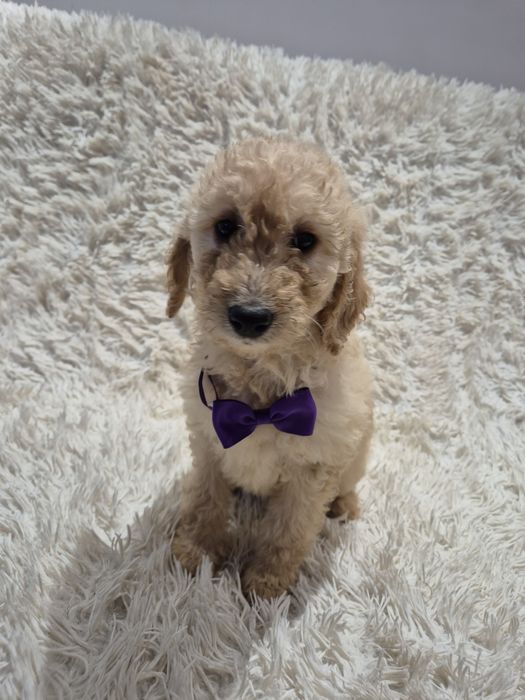 Goldendoodle f1b standard