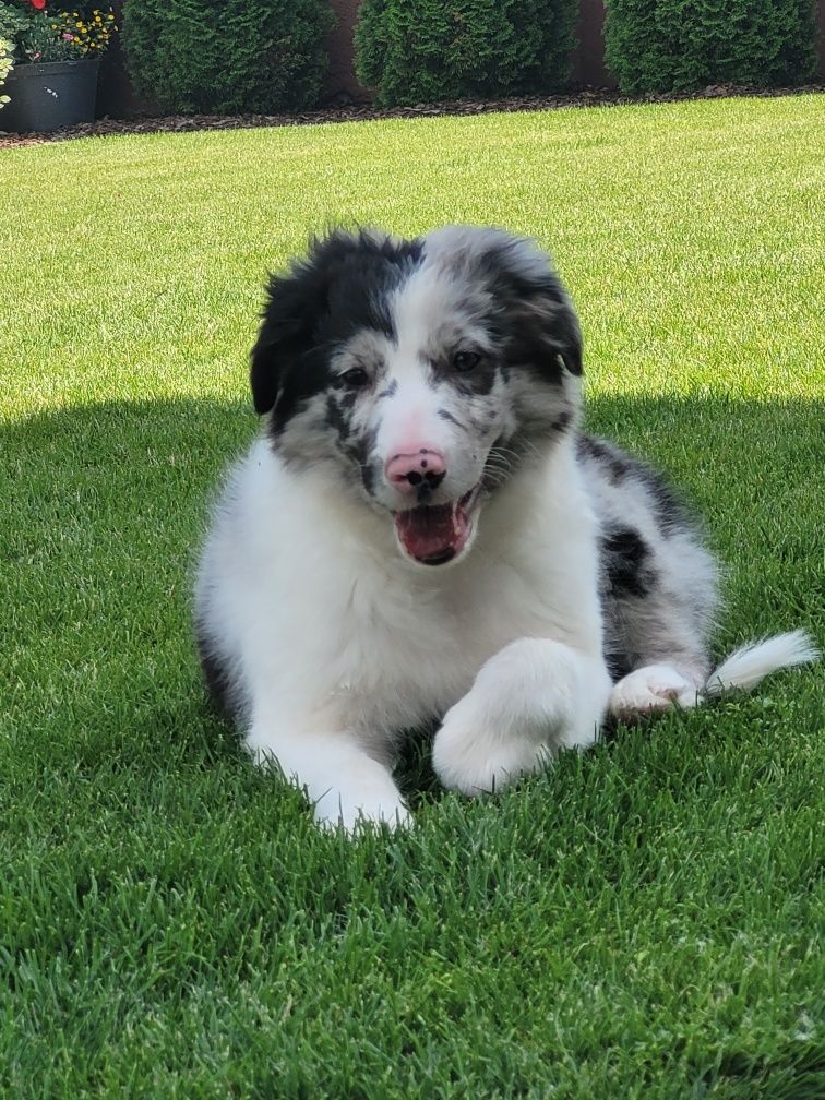 Border Collie Blue-Merle Śliczny Piesek