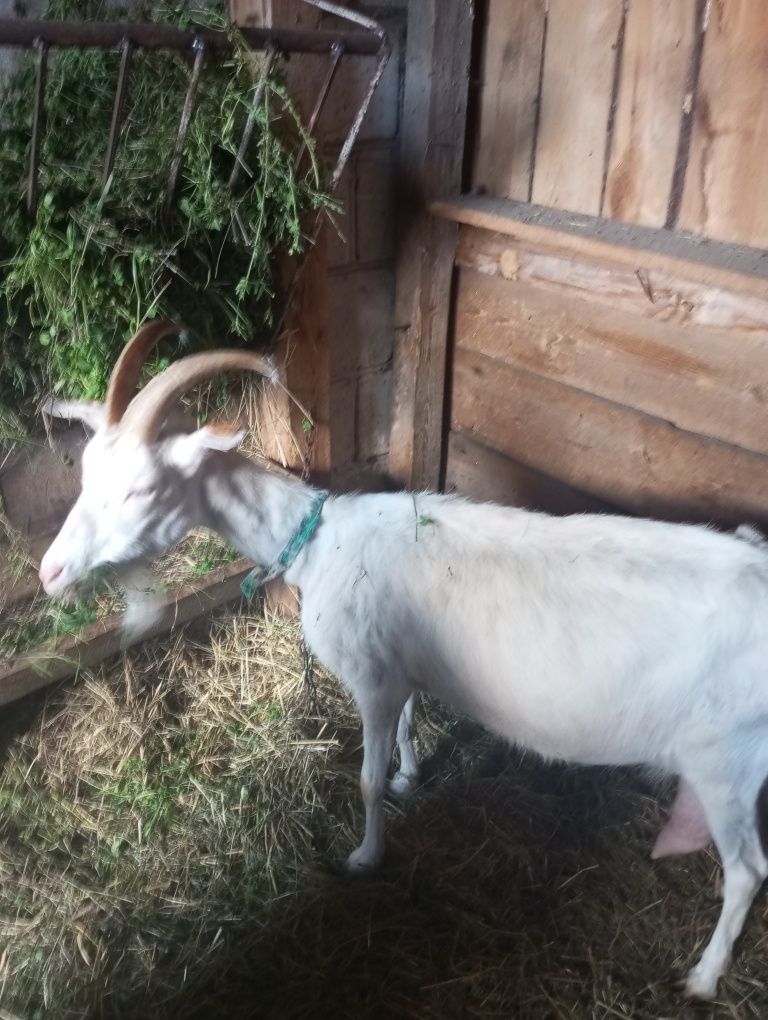 Koza mleczna tanio