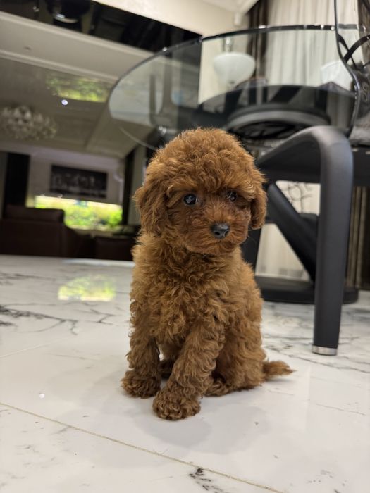 Той пудель мальчик ред браун